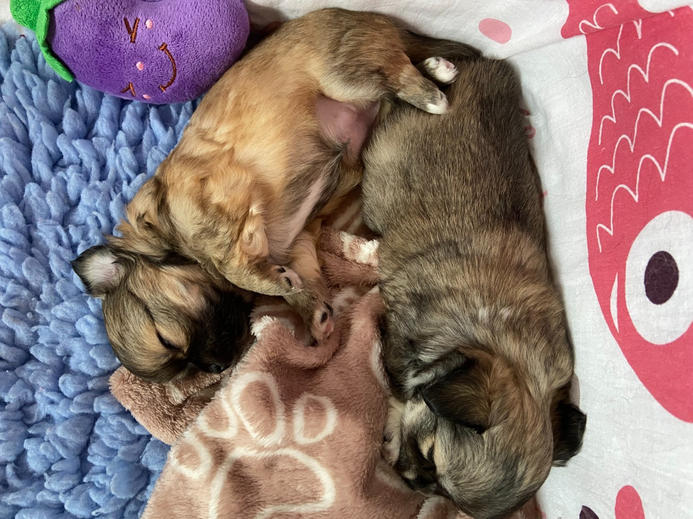 Chiot Chihuahua Des Amis De Chérie