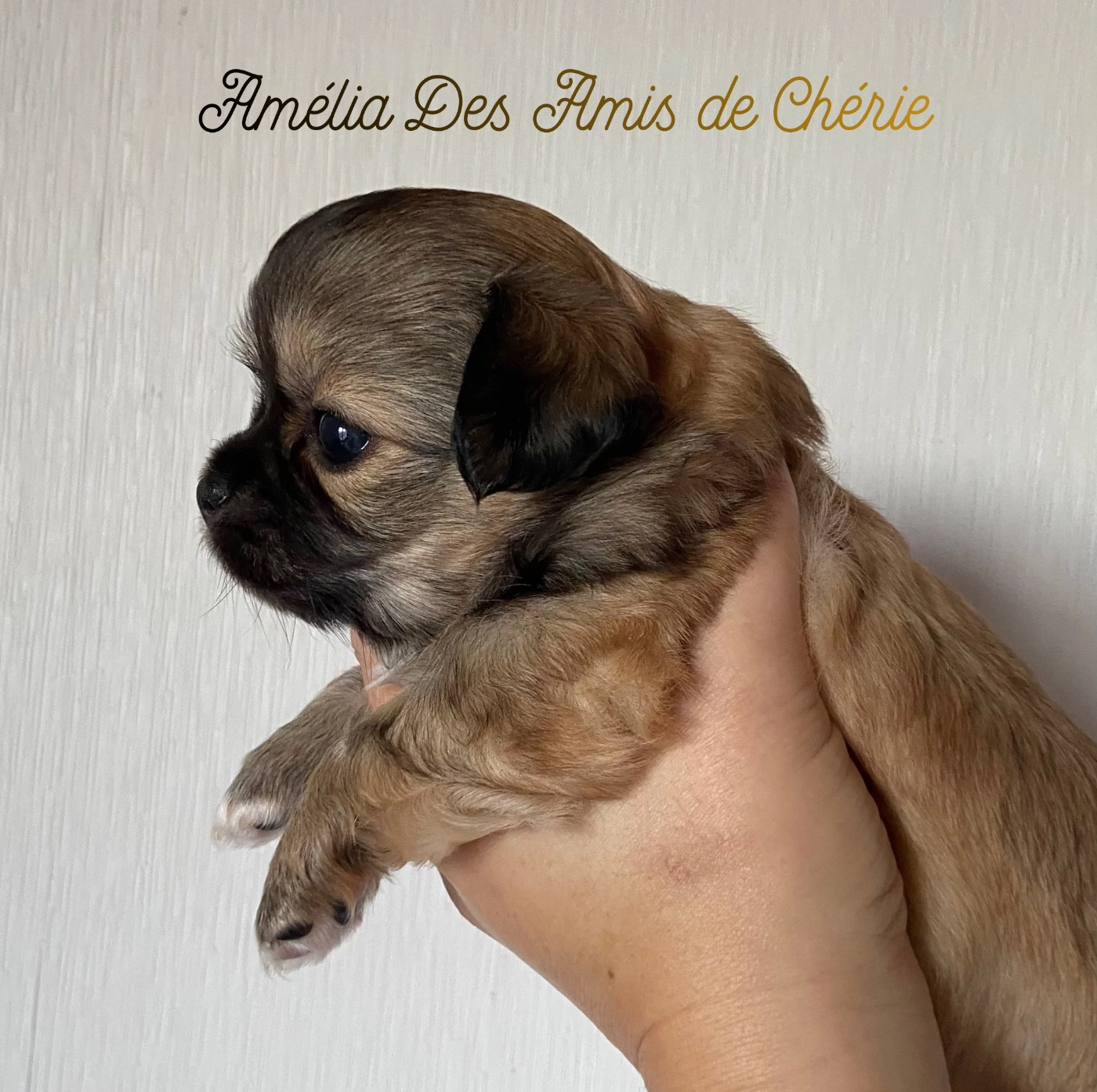 Des Amis De Chérie - Chiots disponibles - Chihuahua