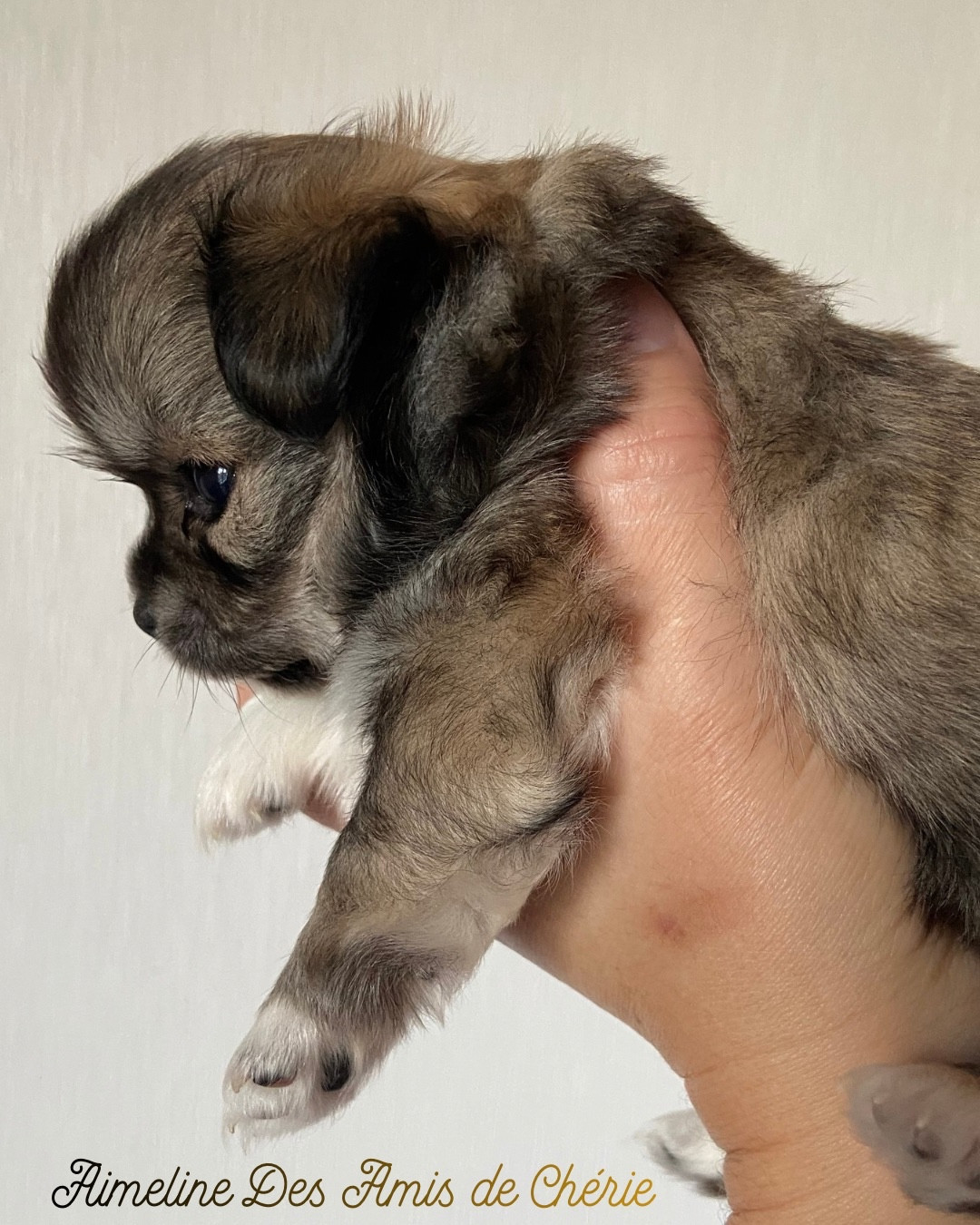 Des Amis De Chérie - Chiots disponibles - Chihuahua