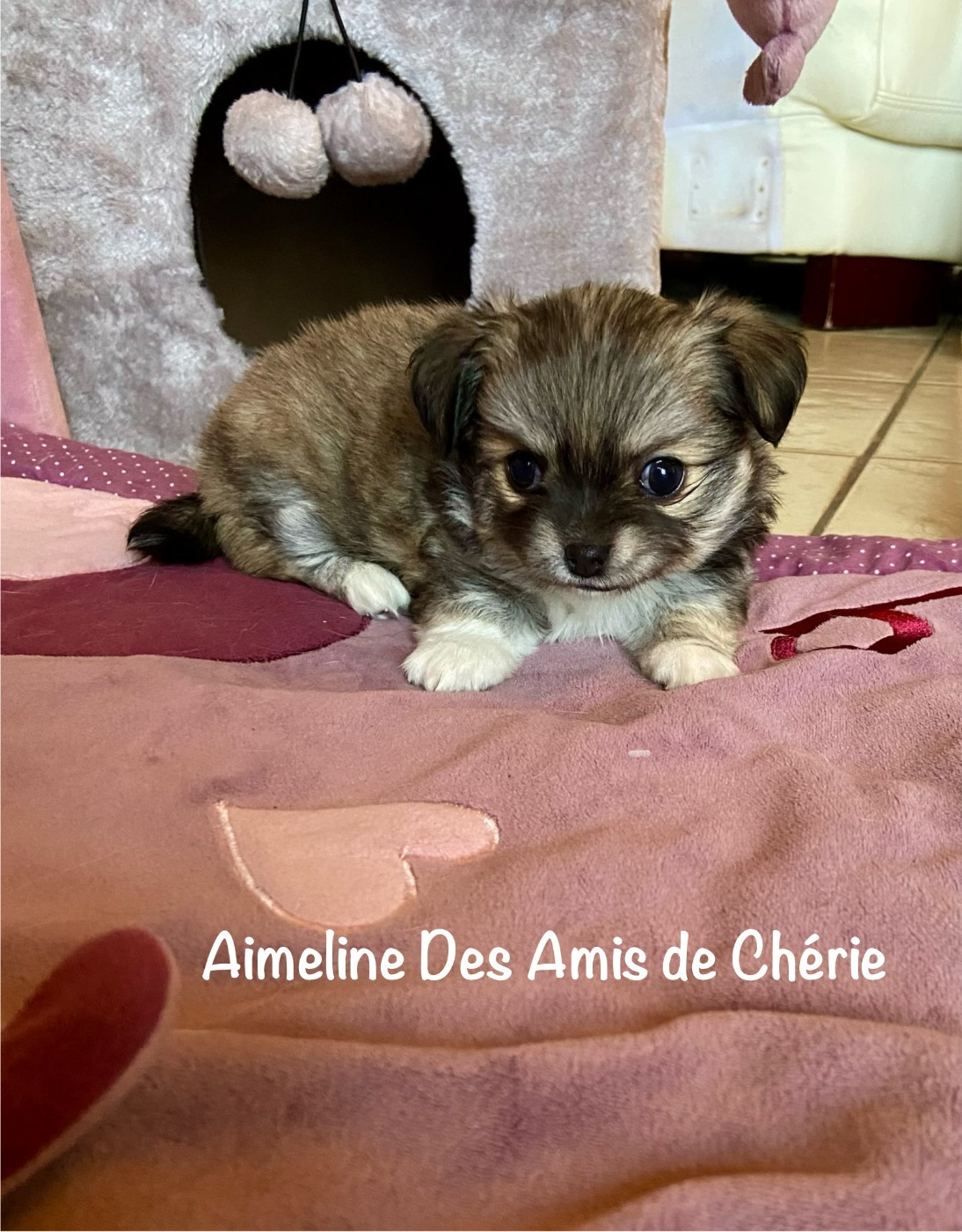 Des Amis De Chérie - Chiots disponibles - Chihuahua