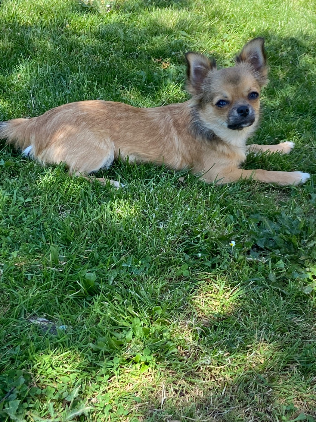 Des Amis De Chérie - Chiots disponibles - Chihuahua