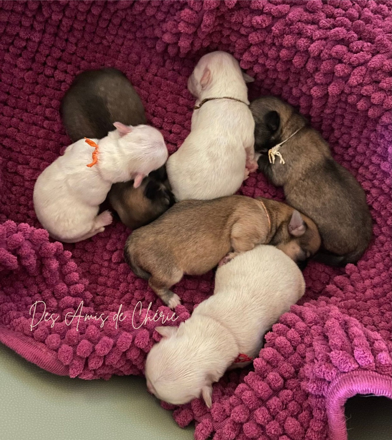 Chiot Chihuahua Des Amis De Chérie