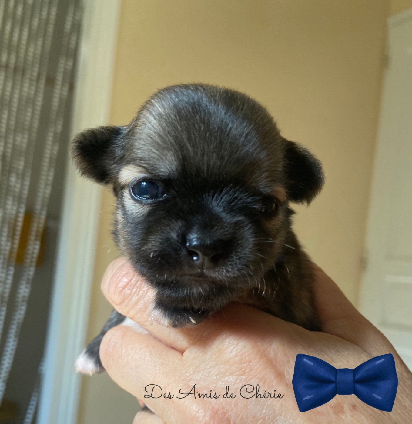 Des Amis De Chérie - Chiots disponibles - Chihuahua