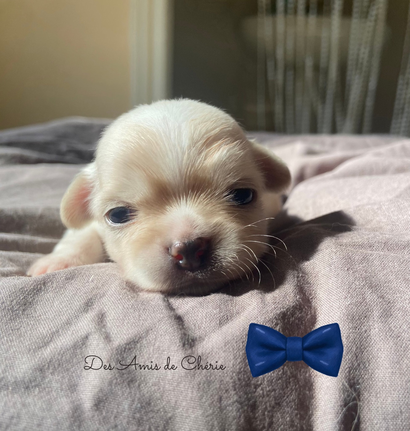 Des Amis De Chérie - Chiots disponibles - Chihuahua