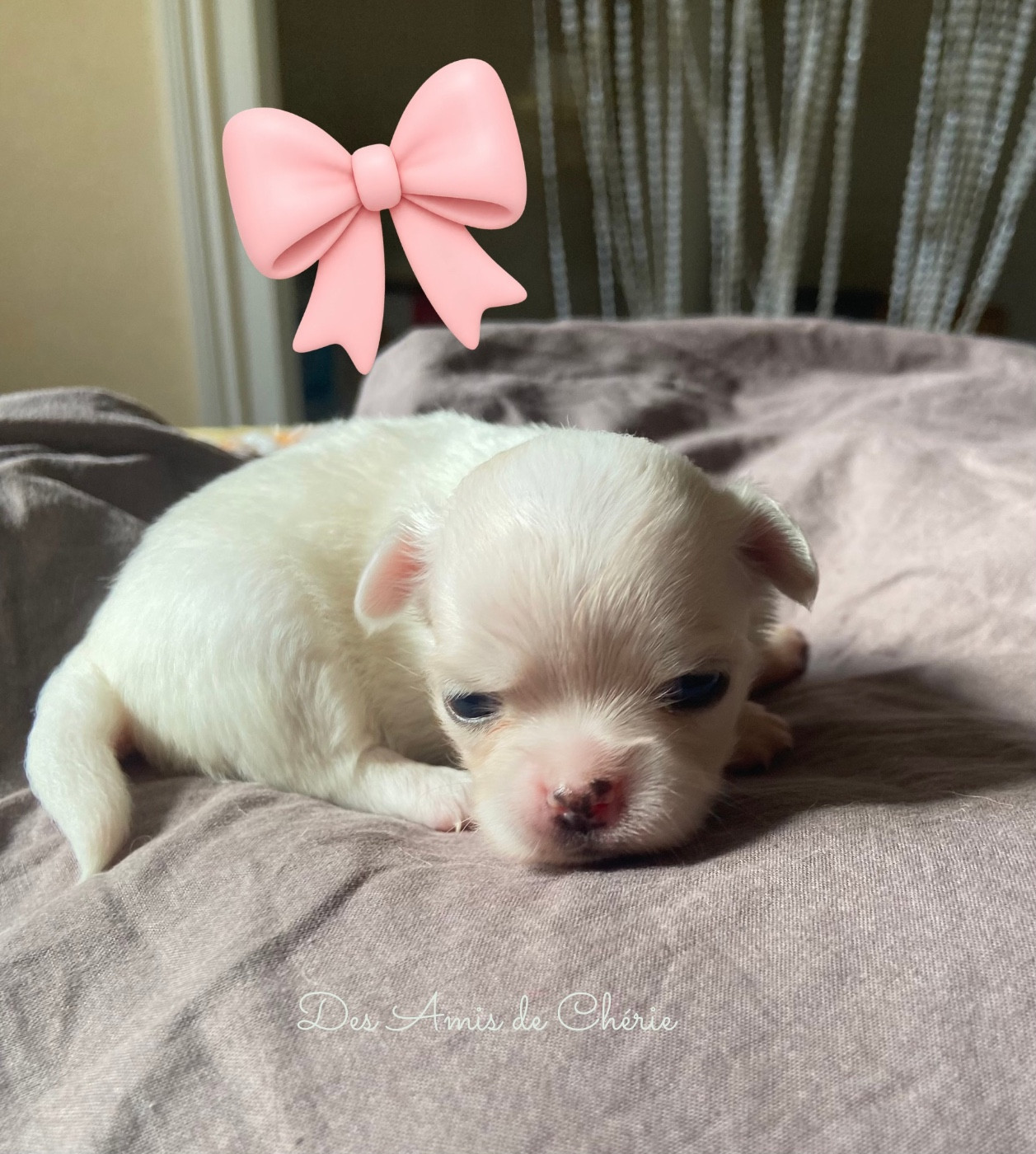 Des Amis De Chérie - Chiots disponibles - Chihuahua
