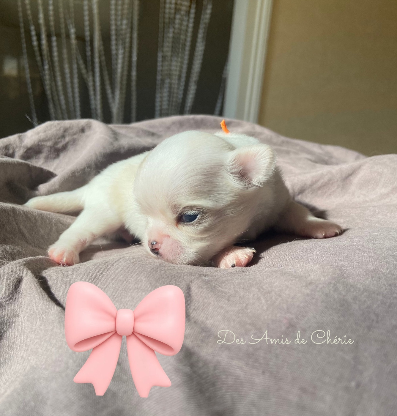 Des Amis De Chérie - Chiots disponibles - Chihuahua