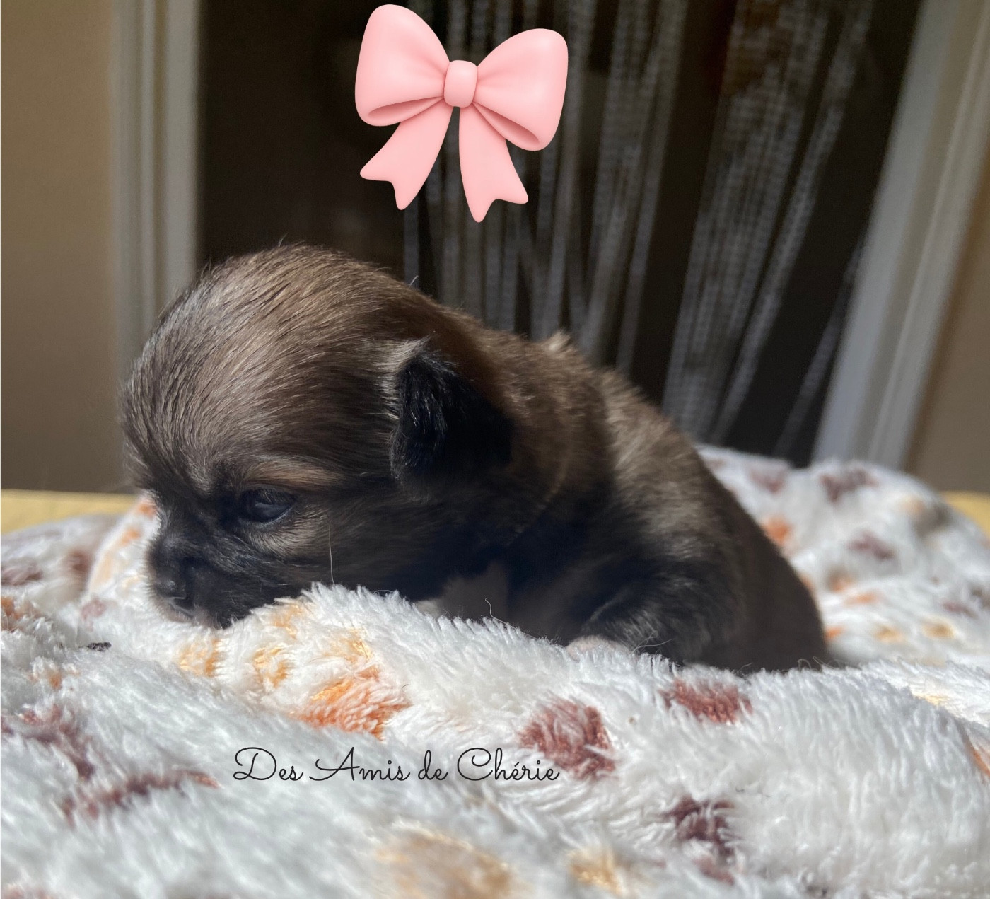 Des Amis De Chérie - Chiots disponibles - Chihuahua