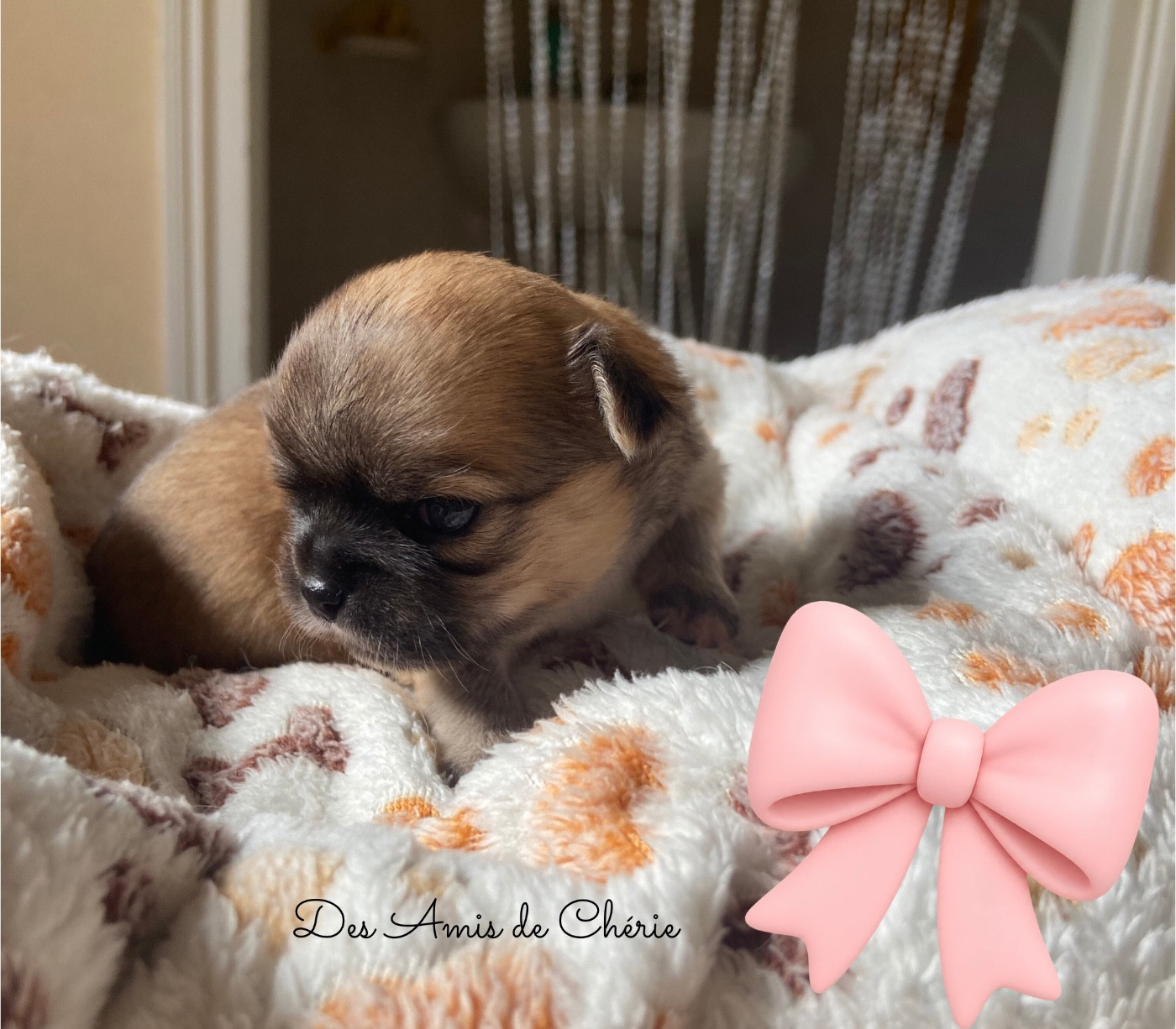 Des Amis De Chérie - Chiots disponibles - Chihuahua