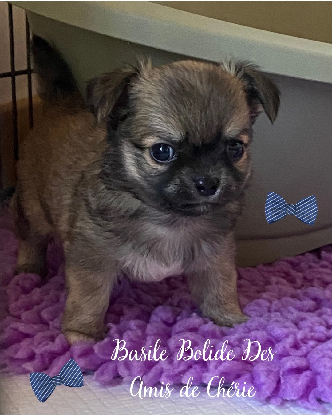 Des Amis De Chérie - Chiots disponibles - Chihuahua